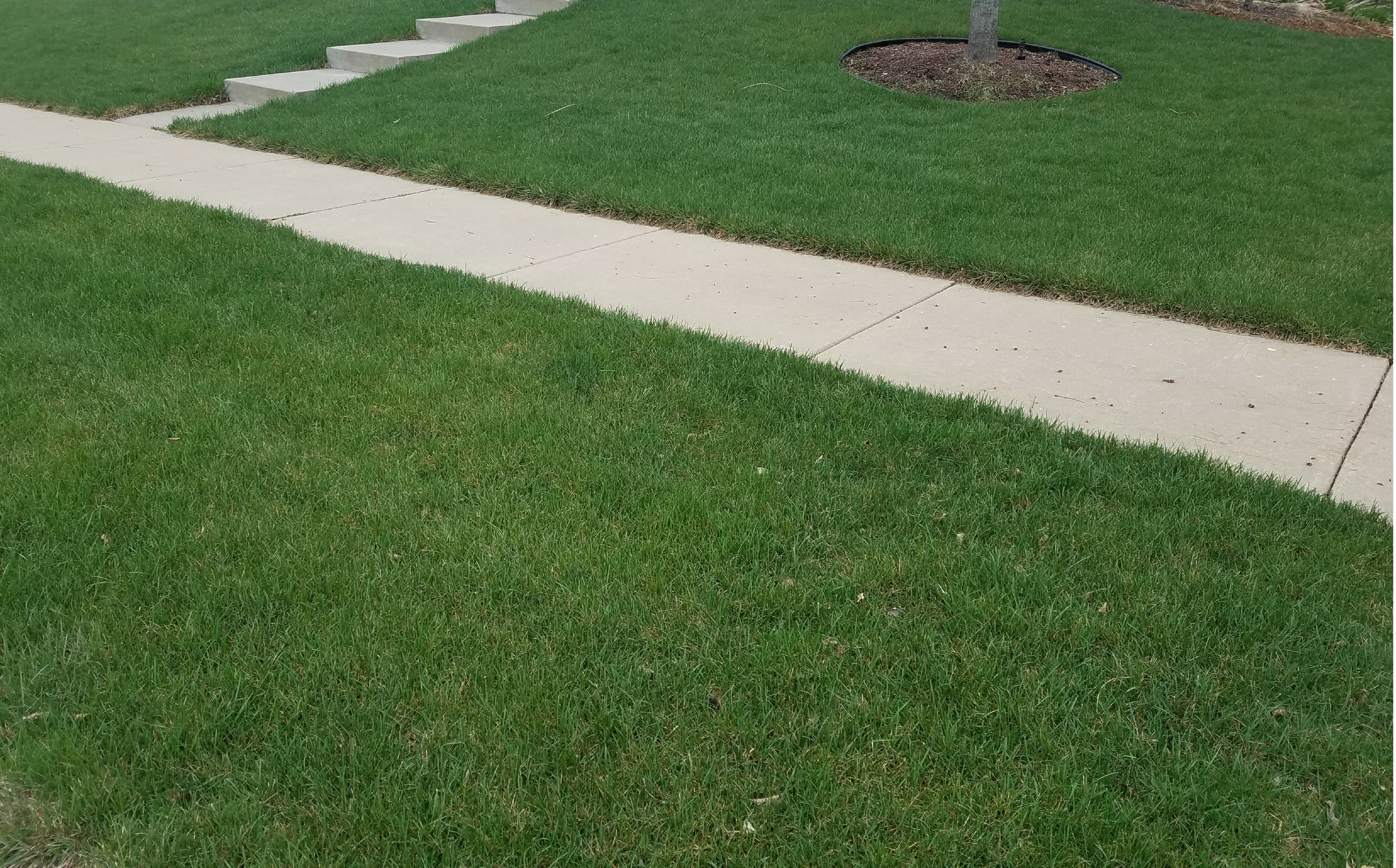 Lawn, Plant and Tree Fertilizing Services